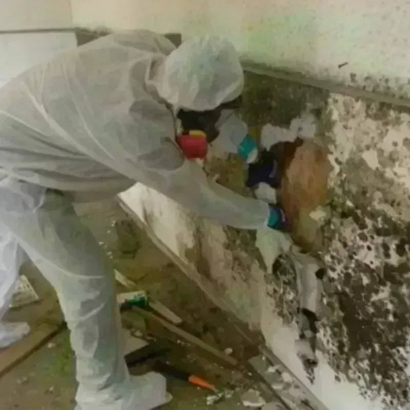 Mold Remediation and Removal in New Haven, CT